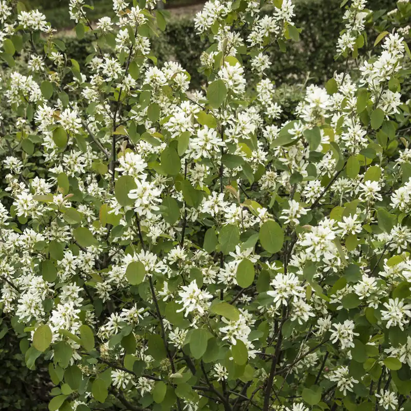 Wald-Felsenbirne Wochenendangebot