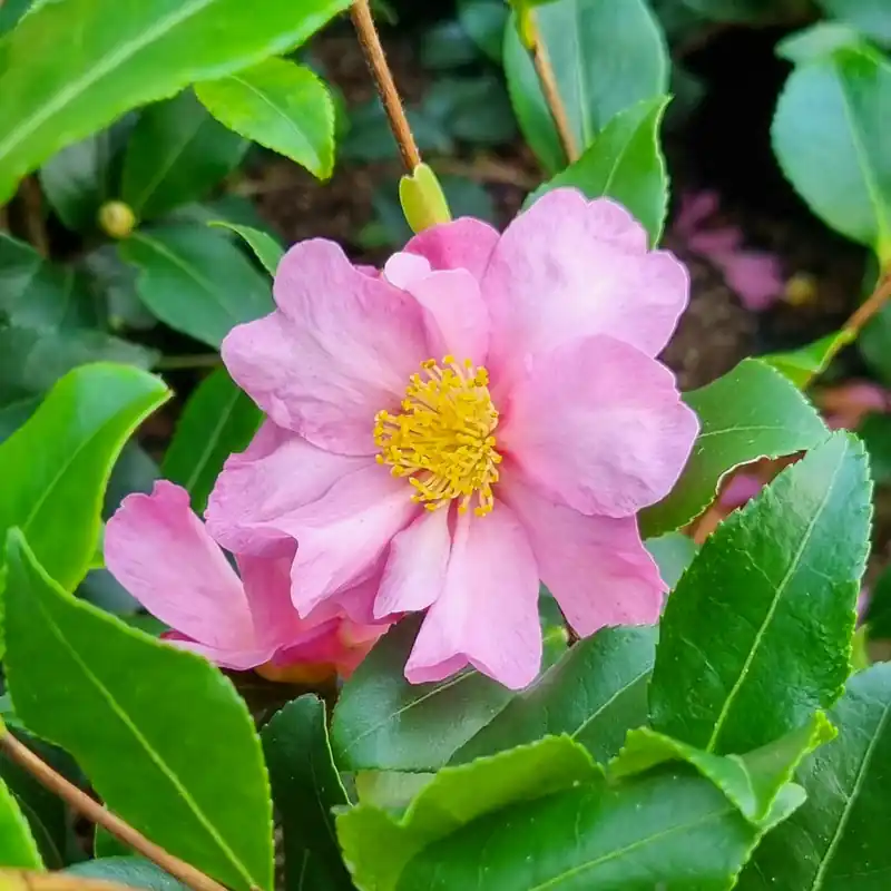 Herbstkamelie ‘Cleopatra’ Direkt Vom Hersteller