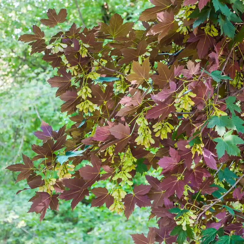 Bergahorn 'Atropurpureum' Nur Heute