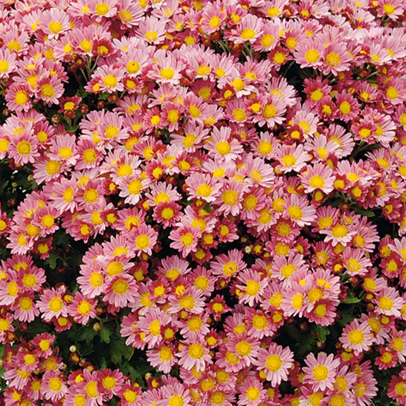 Neu Pazifik-Chrysantheme ‘Bengo Rosa’
