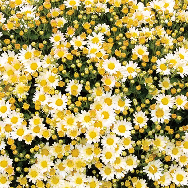 Pazifik-Chrysantheme ‘Bengo Weiß’ Schnäppchen