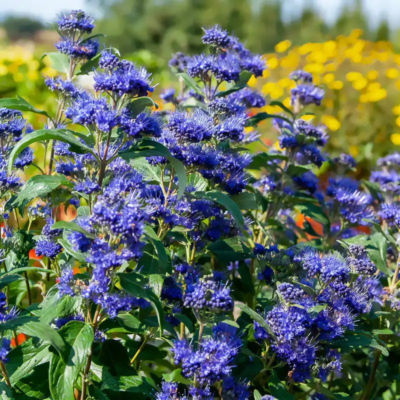 Bartblume ‘Grand Bleu®’ Highlight