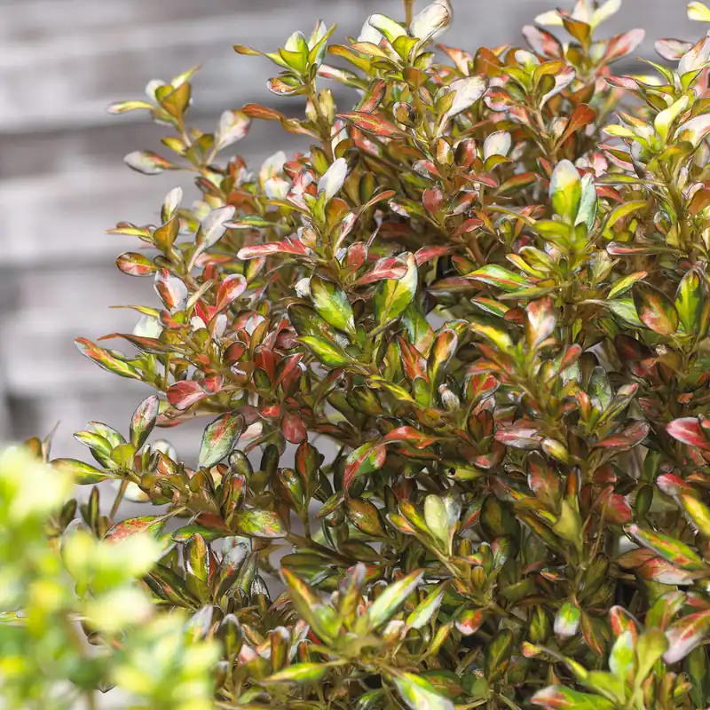 Bestpreis Coprosma ‘Evening Glow’