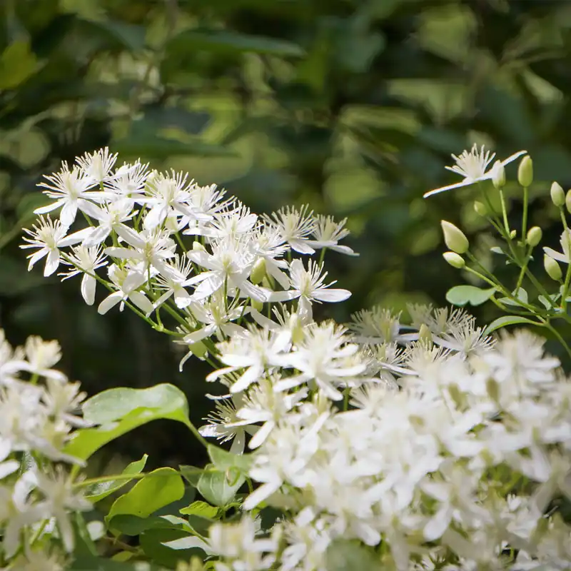 Rabatt Clematis terniflora Sweet Autumn