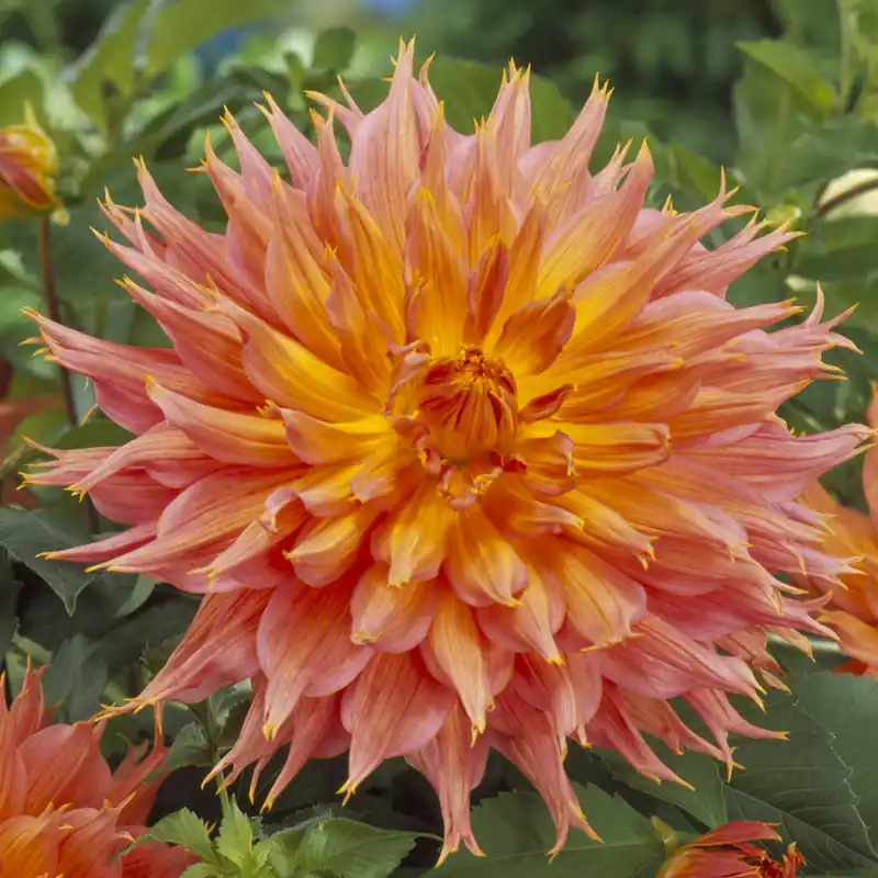 Kaktusdahlie ‘Omega’ Knallerangebot