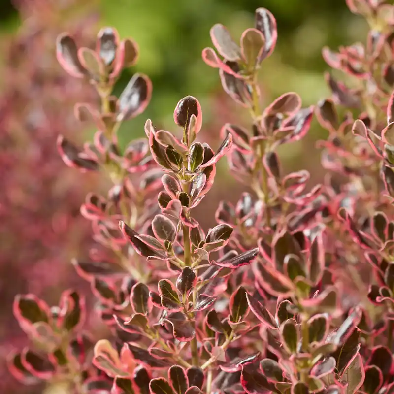 Coprosma Eclipse® Beliebt