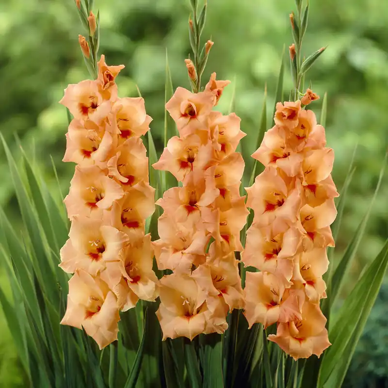 Neu Im Sortiment Gladiolen ‘Peter Pears’ (x25)