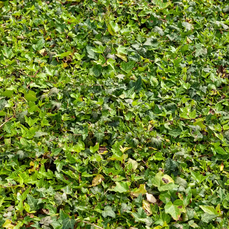 Efeu Shamrock Kracherpreis