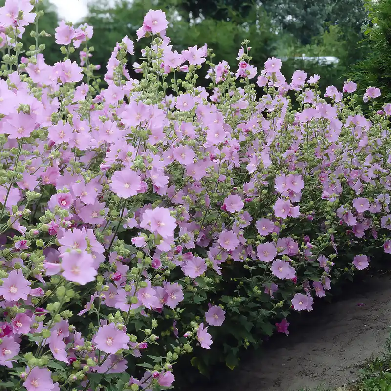 Beliebt Lavatera Candy Floss