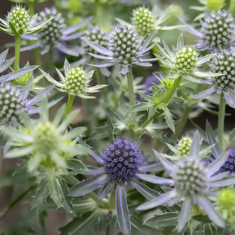 Ausverkauf Flachblättrige Edeldistel Blue Hobbit