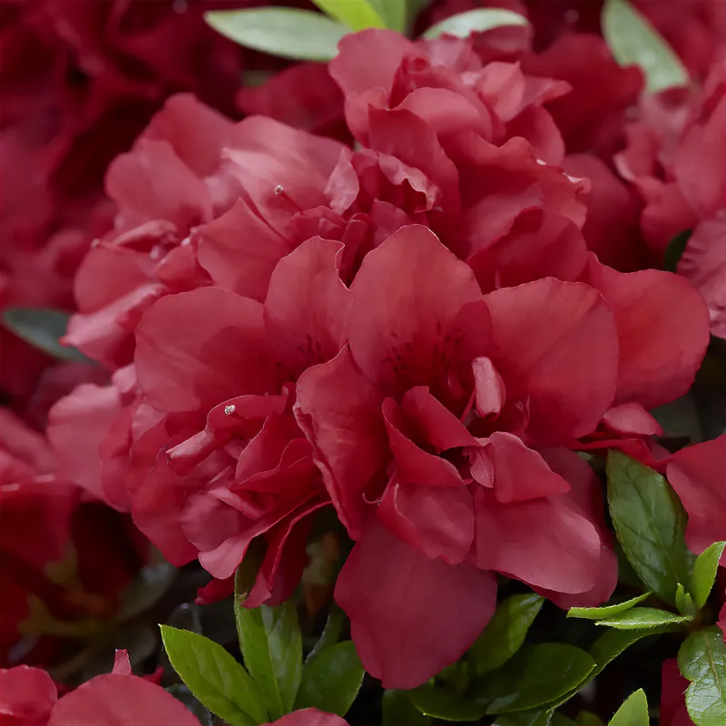 Japanische Azalee ‘Encore Autumn Fire’® Beliebt