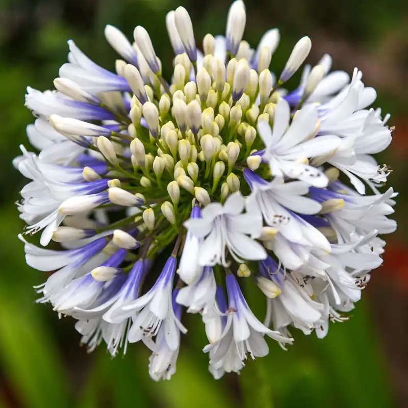 Echt Schmucklilie ‘Queen Mum’