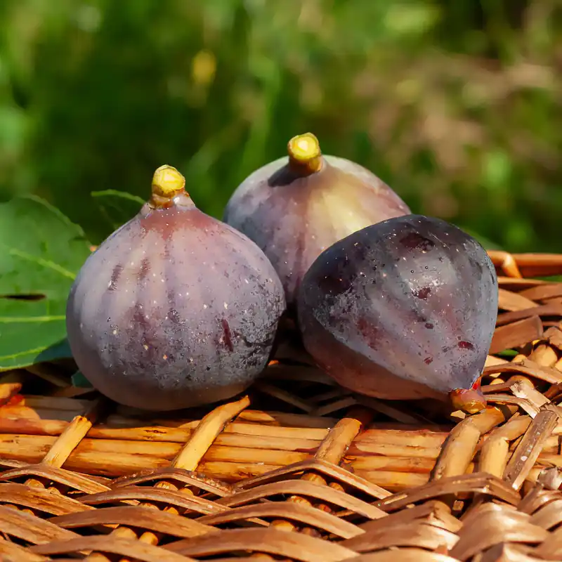 Feige Violette Dauphine Nur Für Kurze Zeit