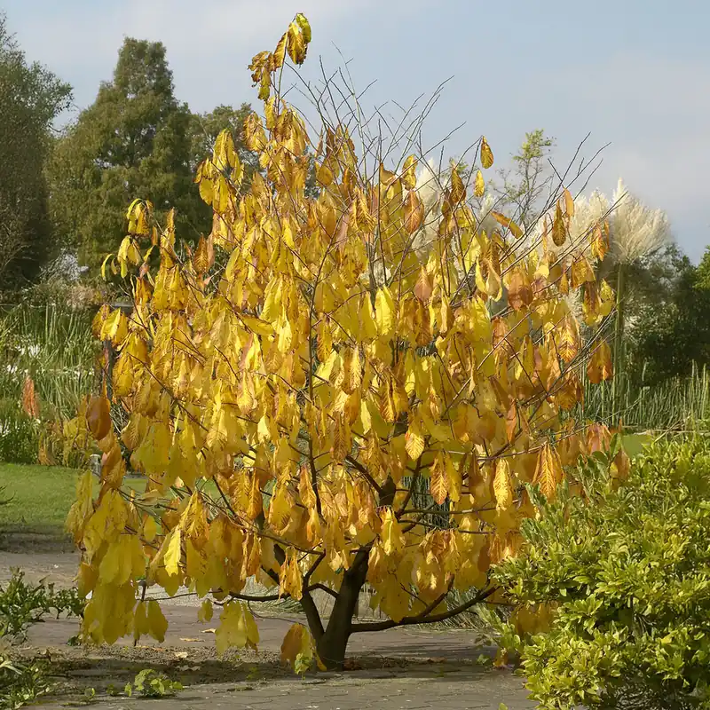 Indianerbanane (Pawpaw) Sonderangebot