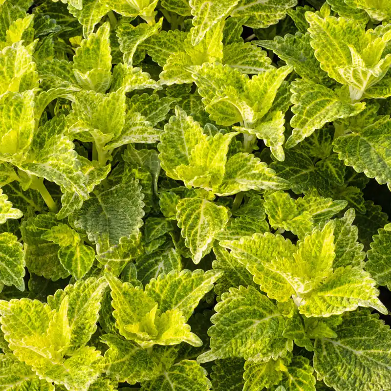 Ausverkauf Buntnessel 'Electric Lime'