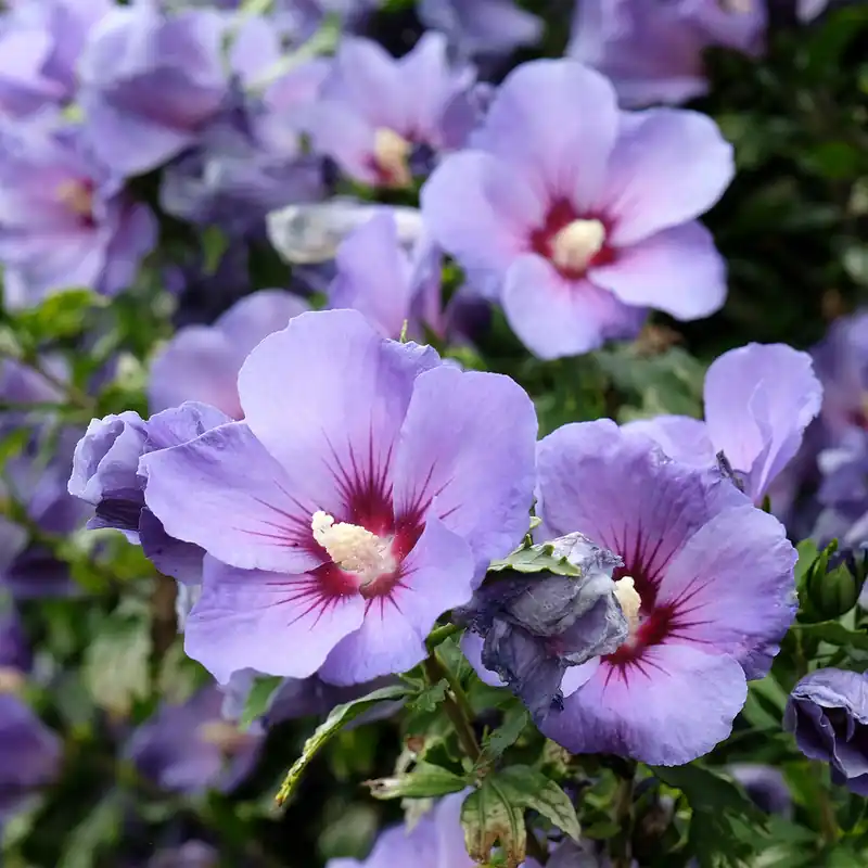 Garantierte Lieferung Hibiscus syriacus Blauer Vogel