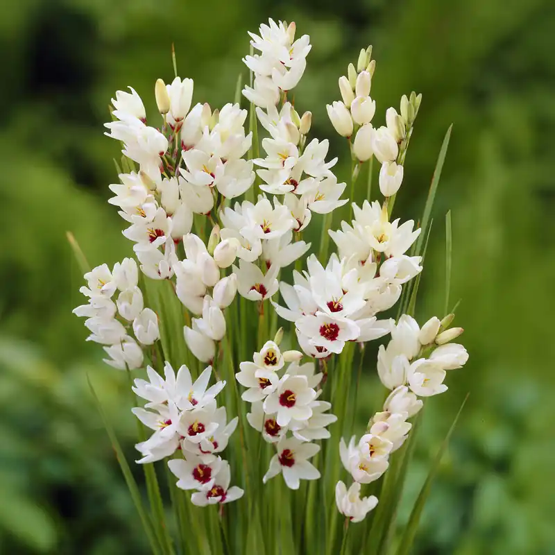 Ährenlilie 'Giant' (x25) Saisonangebot