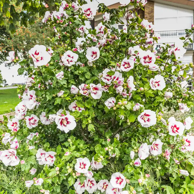 Direktkauf Japanischer Hibiskus ‘Hamabo’