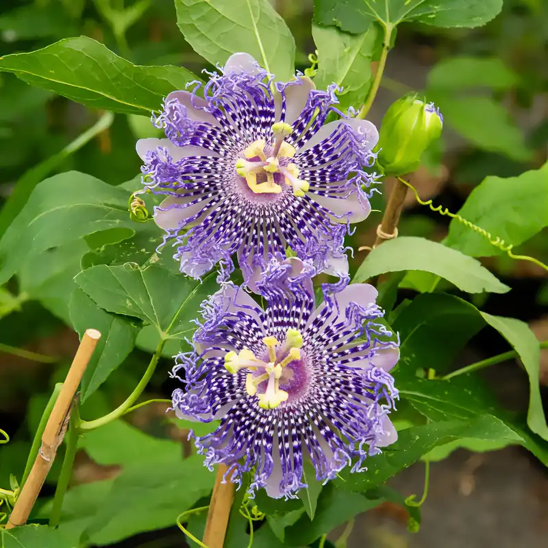 Passionsblume Fata Confetto Neu Im Sortiment