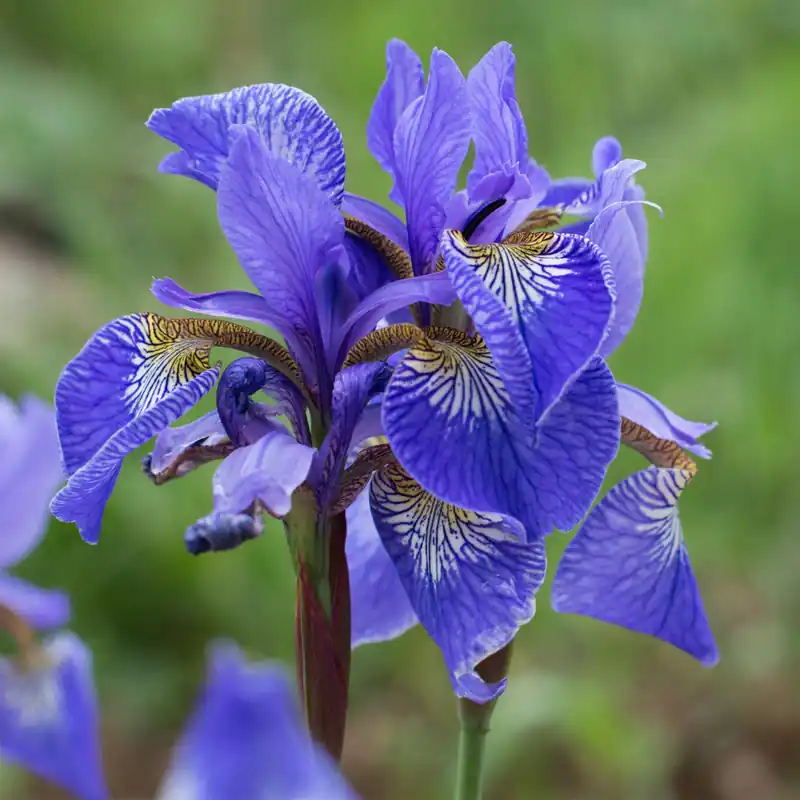 Iris pseudacorus Blau Schnäppchen
