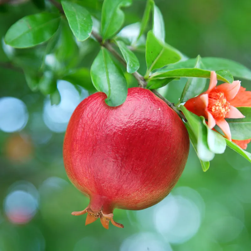 Granatapfelbaum Jetzt Kaufen