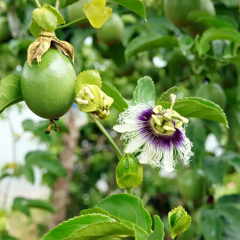 Markenprodukt Passionsfrucht (Grenadille)