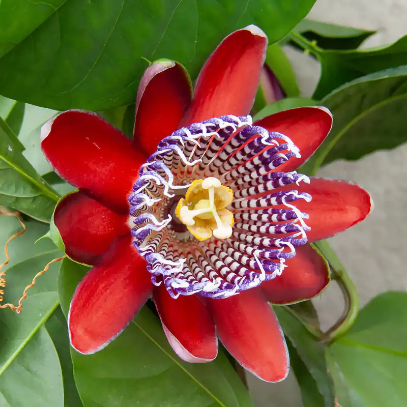 Riesen-Passionsblume Begrenztes Angebot