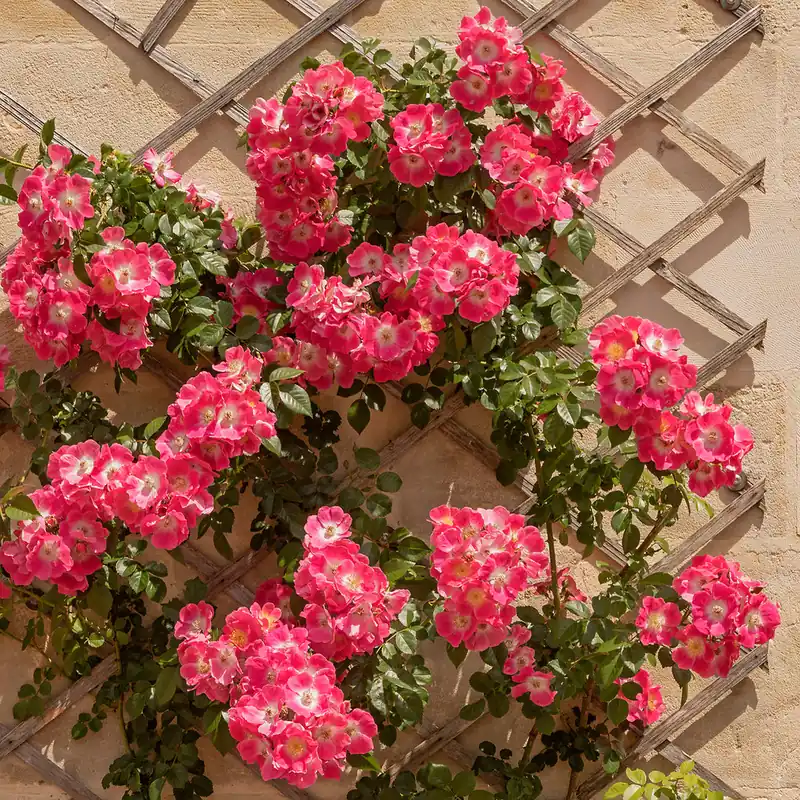 Ramblerrose American Pillar Schneller Versand