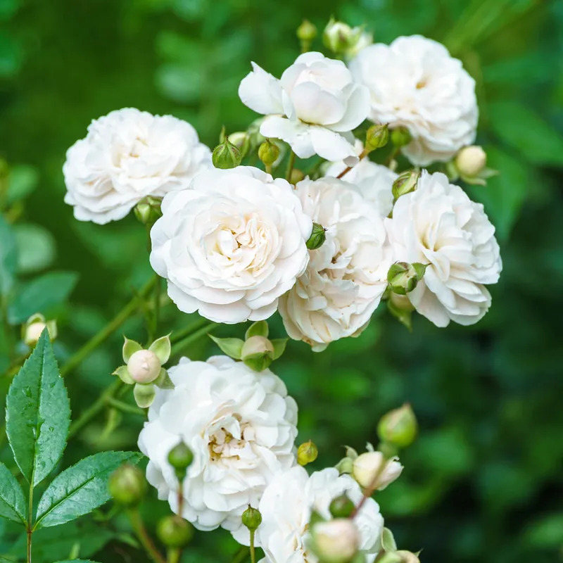 Top-Preis Bodendeckerrose 'Sea Foam'