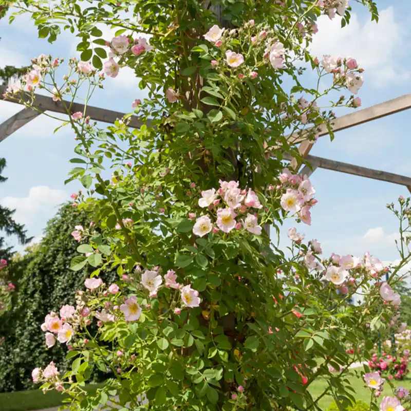 Rambler-Rose Kew Rambler Kostenloser Versand