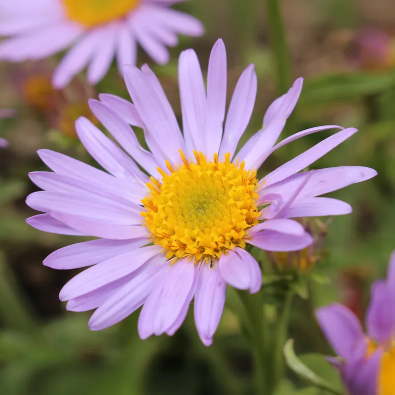 Bestpreis Feinstrahl 'Lavender Lady'