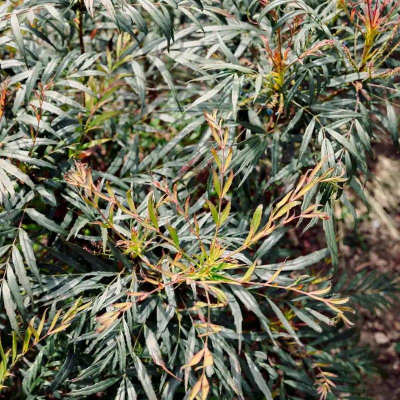 Mahonie 'Narihira' Mega-Angebot