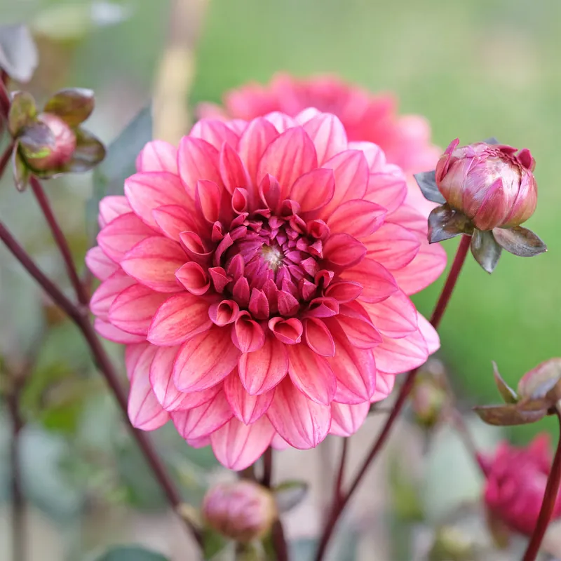 Dahlie ‘Night Silence’ Rabatt
