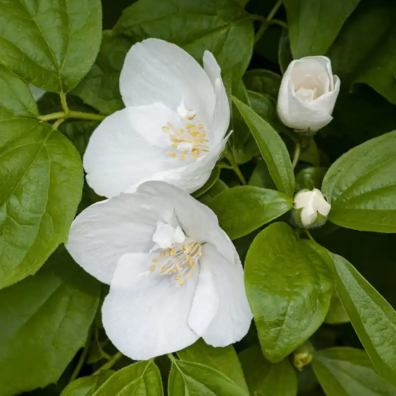 Gartenjasmin 'Natchez' Geprüft