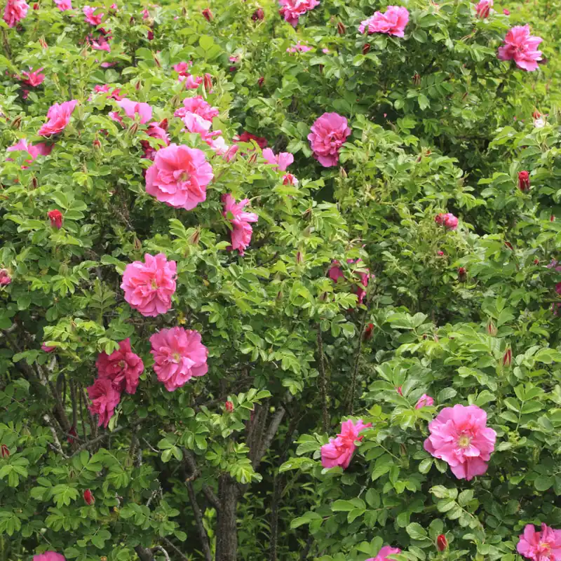 Apfelrose 'Wild Edric' Preiswert