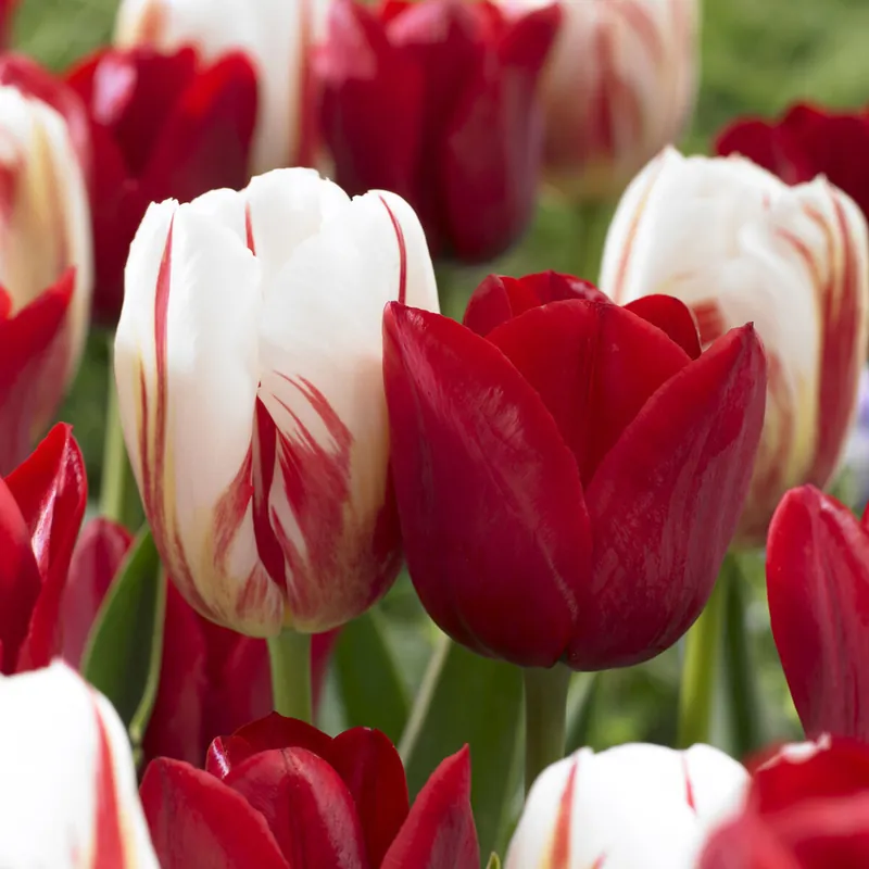 Mega-Angebot 8 Tulpen Love Circle