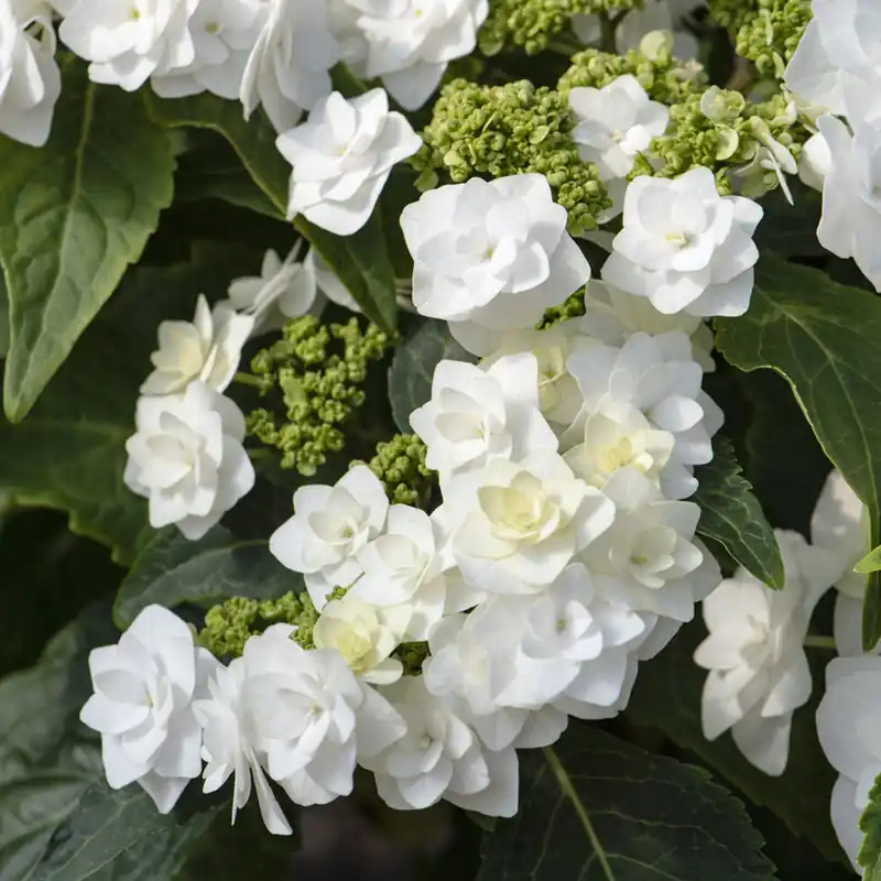 Hortensie Doppio Bianco Abverkauf