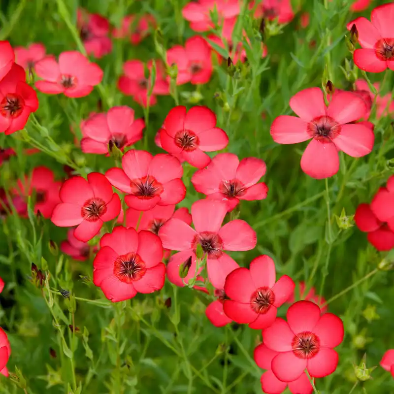 Roter Lein Online Kaufen
