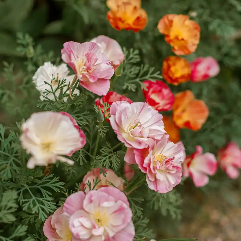 Goldmohn 'Thai Silk Appleblossom' Versand Am Gleichen Tag