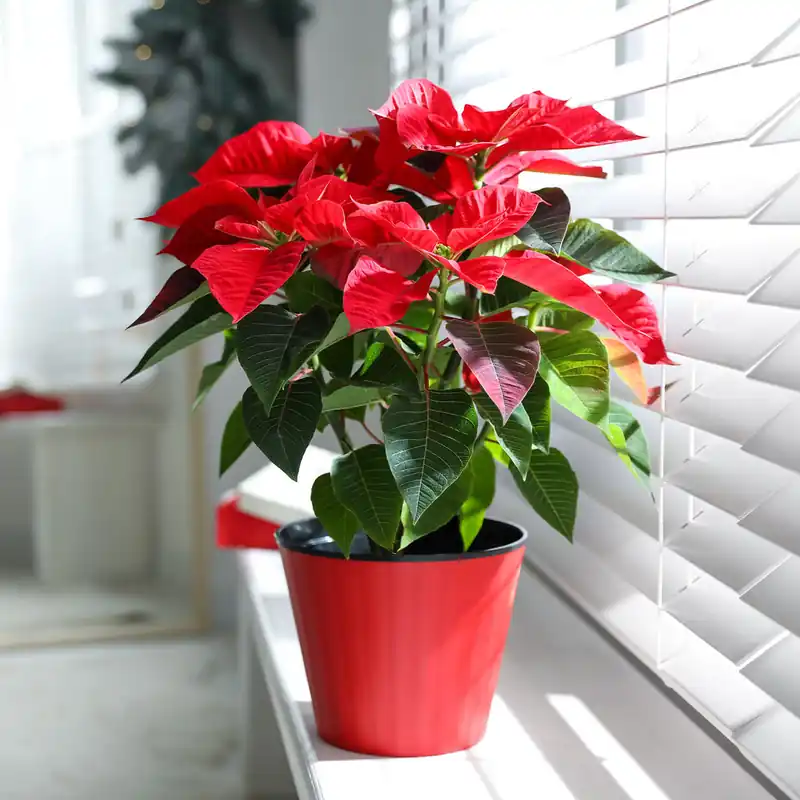 Letzte Chance Rote Poinsettia