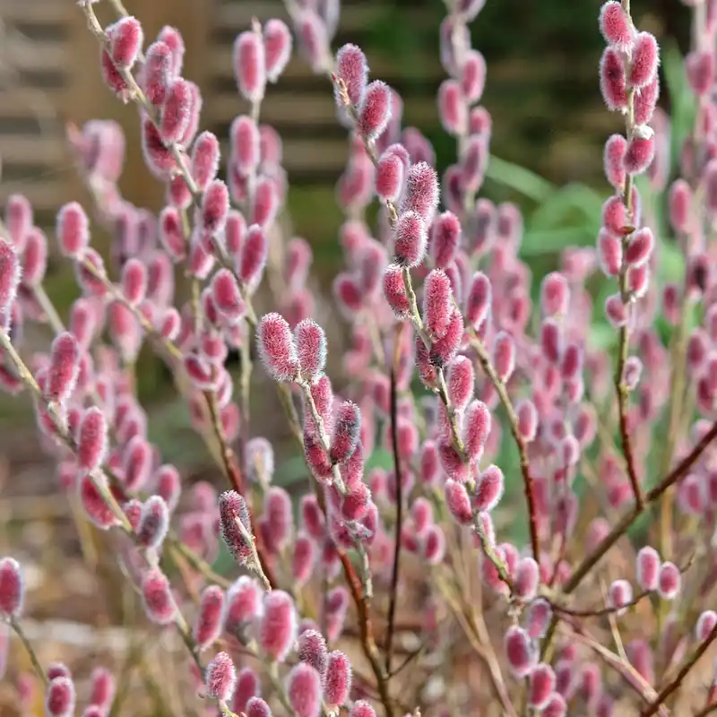 Mega-Angebot Rosa Riesenweidekätzchen 'Mount Aso'