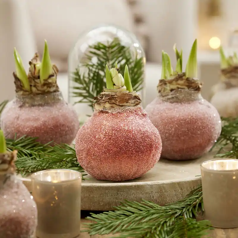Wachs Amaryllis Magic Rosé Gold Neue Kollektion