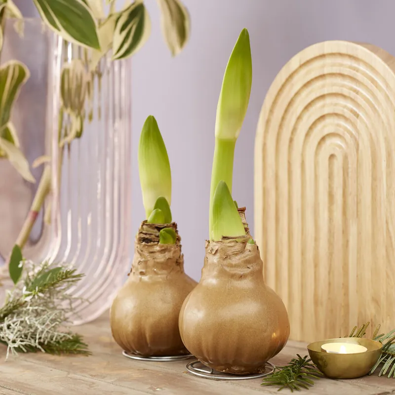 Wachs Amaryllis Gloss Gold Jetzt Bestellen