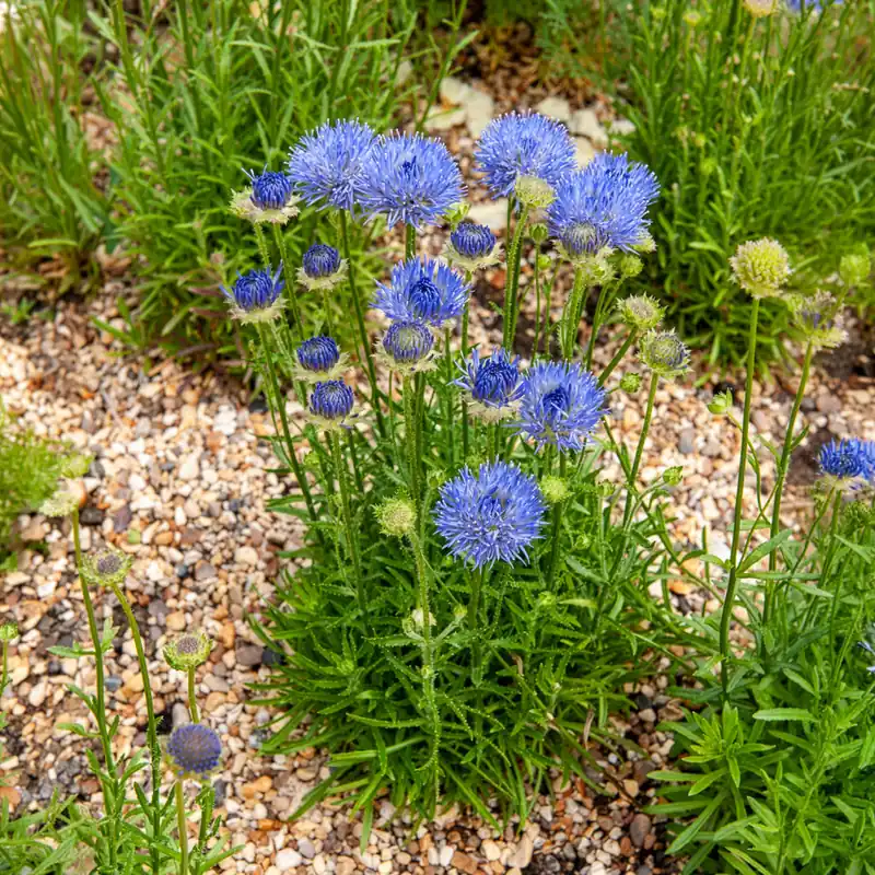 Ausdauerndes Sandglöckchen Blaulicht Geprüft