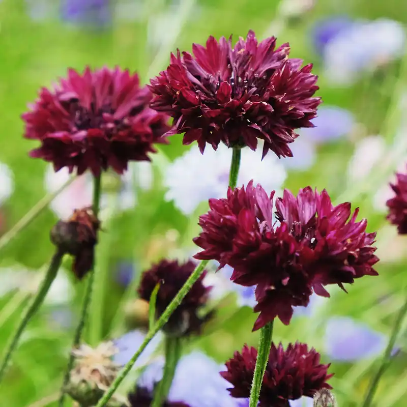 Online Kaufen Kornblume Black Ball