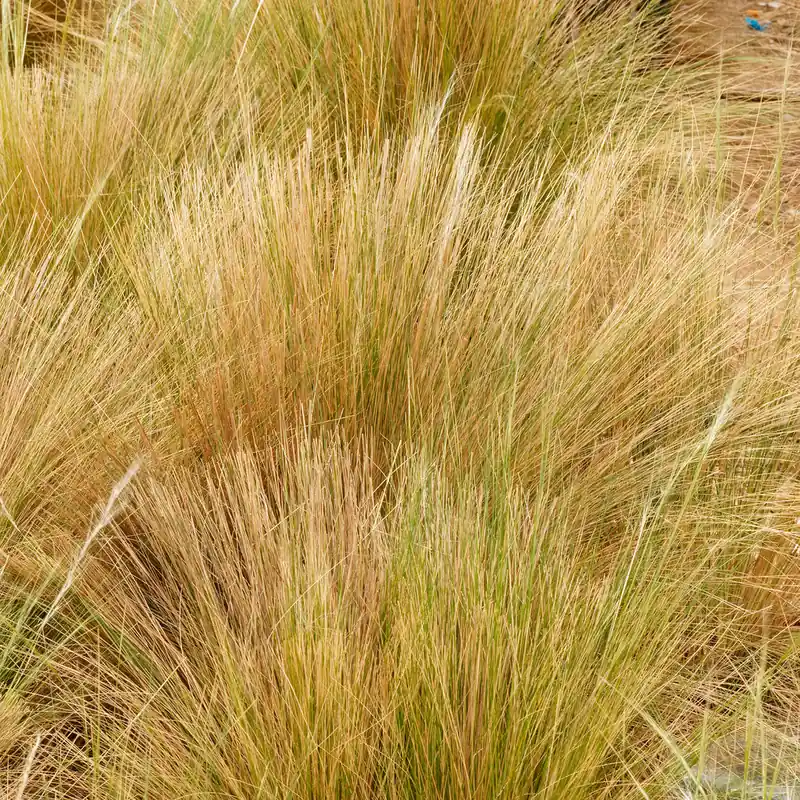 Federgras Palomino Super-Preis