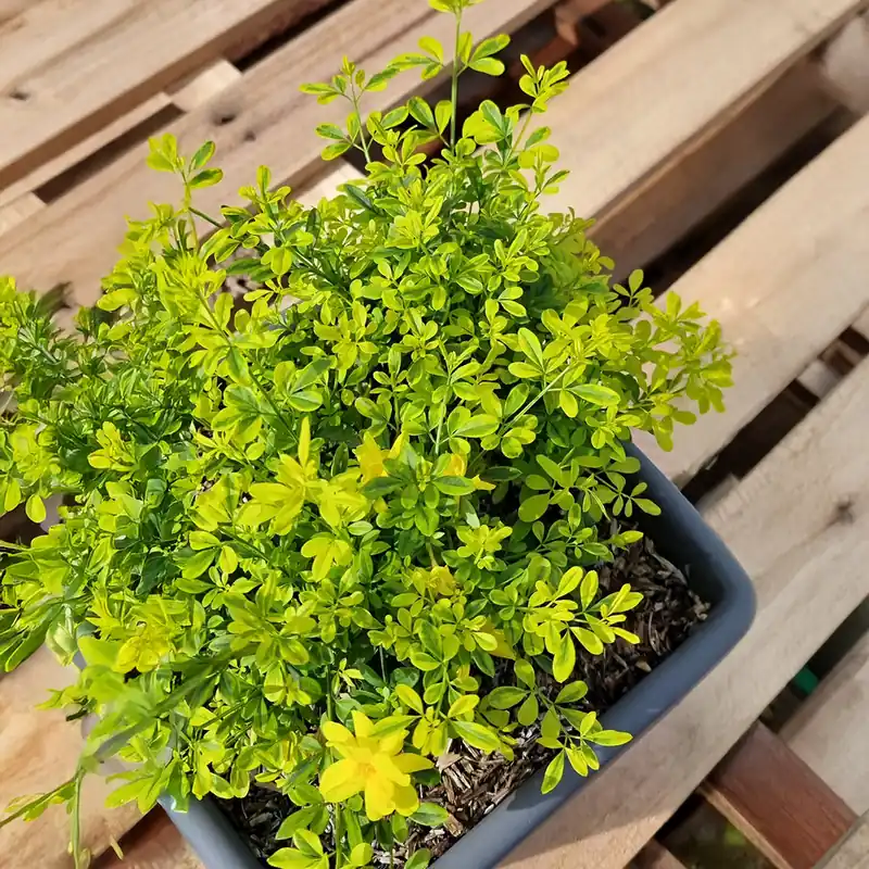 Sofort Bestellen Primeljasmin Gold Touch