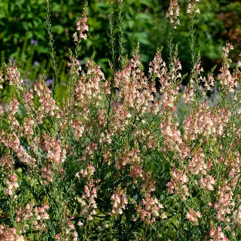 Angebot Purpurblütiges Leinkraut Peachy