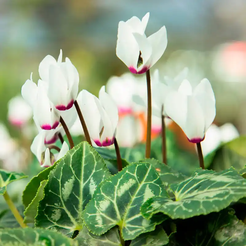 Cyclamen coum blanc Preiswert