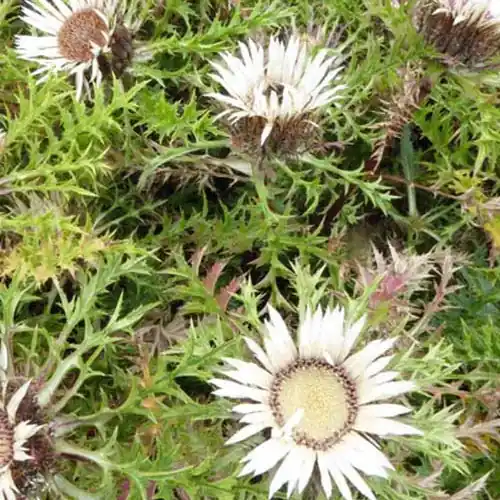 Silberdistel Jetzt Kaufen